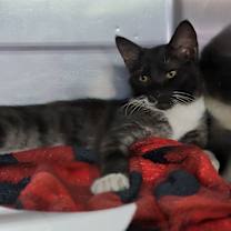 Thumbnail photo of Hammy (Neutered) #3