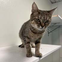 Thumbnail photo of Professor Farnsworth #3