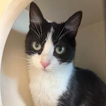 Thumbnail photo of Robin #3