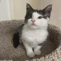 Thumbnail photo of Oona (adopt with a sibling) #1