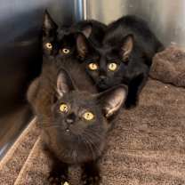 Thumbnail photo of Beetlejuice #2