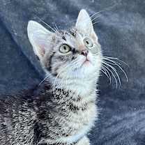 Thumbnail photo of Buddy #3