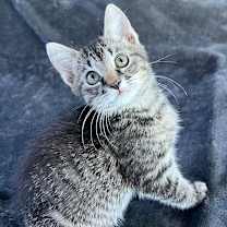 Thumbnail photo of Buddy #4