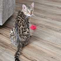 Thumbnail photo of Buddy #1