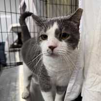 Thumbnail photo of Smooch #1