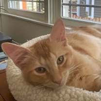 Thumbnail photo of Cecil #1