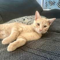 Thumbnail photo of Goku #1