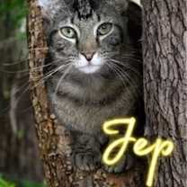 Thumbnail photo of Jep #1