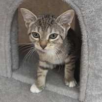 Thumbnail photo of Naih (adopt with a sibling) #2