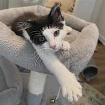 Thumbnail photo of Oona (adopt with a sibling) #3