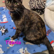 Thumbnail photo of TITANIA - Shakespeare Momma #4