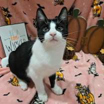 Thumbnail photo of MERCUTIO - Shakespeare kittens #3