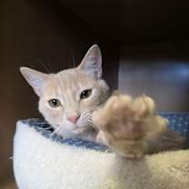 Thumbnail photo of Churro - AC Kitty! #4