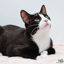 Thumbnail photo of Poncho #2