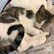 Thumbnail photo of Bittie Brownie #4