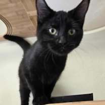 Thumbnail photo of Raggedy Ann #1