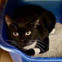 Thumbnail photo of Twinston loves cats #2