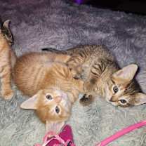 Thumbnail photo of Dunkin - Home to Home #3