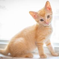 adopt-pet