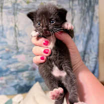 Thumbnail photo of Buster EM #2