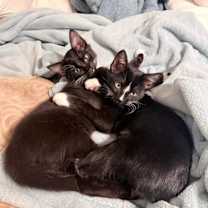 Thumbnail photo of Buster EM #3