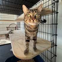 Thumbnail photo of SAM #2