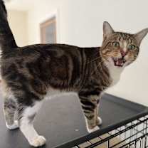 Thumbnail photo of JOEY #1