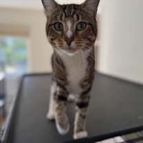 Thumbnail photo of JOEY #2