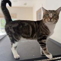 Thumbnail photo of JOEY #3