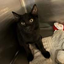 Thumbnail photo of Panther #2