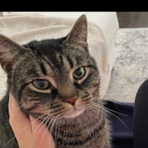 Thumbnail photo of Louie #2