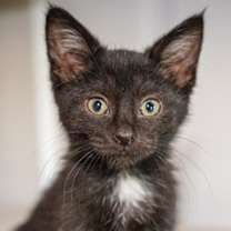 adopt-pet