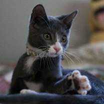 Thumbnail photo of Smokey  #1