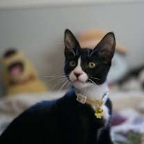 Thumbnail photo of Mister  #1