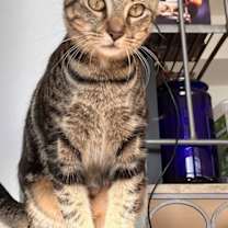 Thumbnail photo of Kika #4