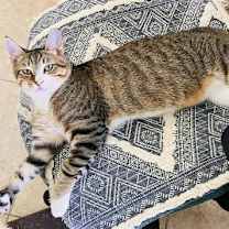 Thumbnail photo of Makoa #3