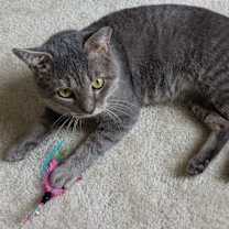 Thumbnail photo of Pending! Elvis #1