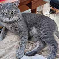 Thumbnail photo of Pending! Elvis #2