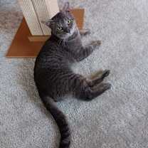 Thumbnail photo of Pending! Elvis #3