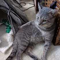 Thumbnail photo of Pending! Elvis #4