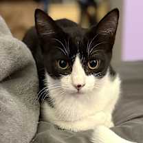 adopt-pet