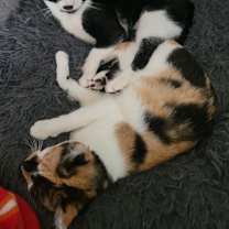 Thumbnail photo of Abbie #3