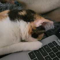 Thumbnail photo of Abbie #4