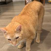 Thumbnail photo of Mango #2