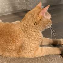 Thumbnail photo of Mango #3