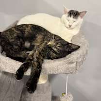 Thumbnail photo of Marigold #2