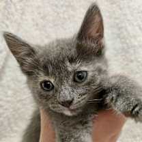 adopt-pet