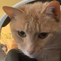 adopt-pet