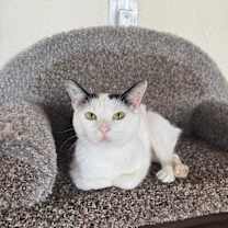 Thumbnail photo of Panda #4