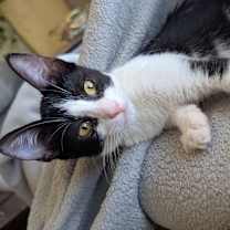 adopt a pet